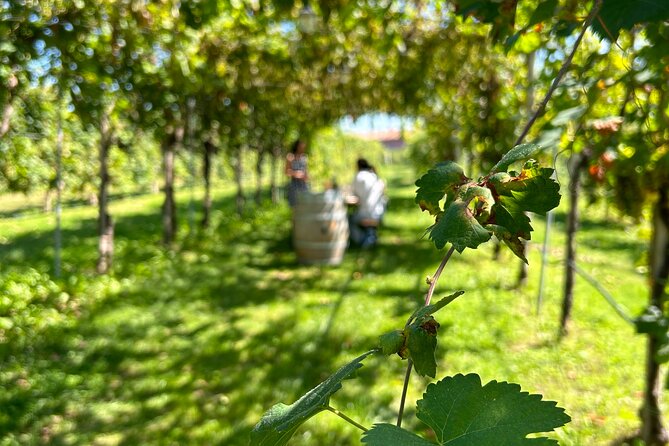 2 Guests Private Prosecco Road Tour All Inclusive from Venice - Stop 1 Conegliano Castle Views and Step-By-Step Cellar Learning