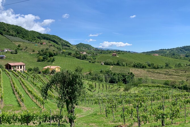 A Sparkling Day in the Prosecco Hills from Venice - Conegliano: second winery tastings with DOCG and ancient vine talk