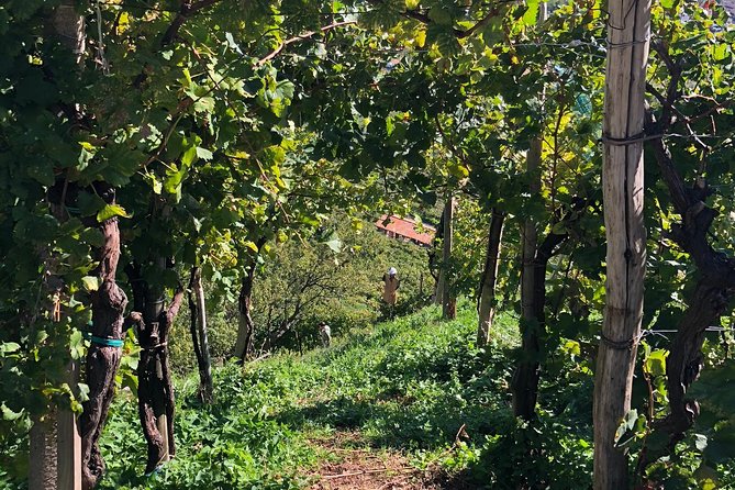 A Sparkling Day in the Prosecco Hills from Venice - Guides, pacing, and why the small group feels personal