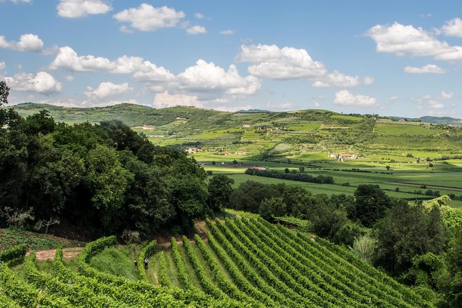 Amarone & Soave Wine Tour with Sommelier – Visit Verona - Verona Walking Tour: What You Get in One Hour