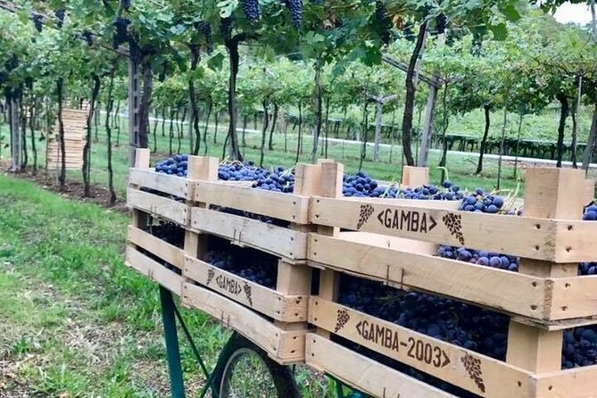 Amarone-Valpolicella tour. Visit Verona. From Venice - Key Highlights You Should Know