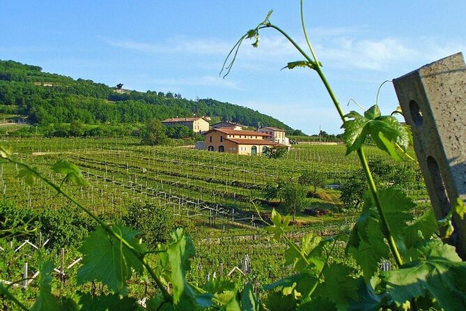 Amarone-Valpolicella tour. Visit Verona. From Venice - Who Should Book This Tour (and who should not)