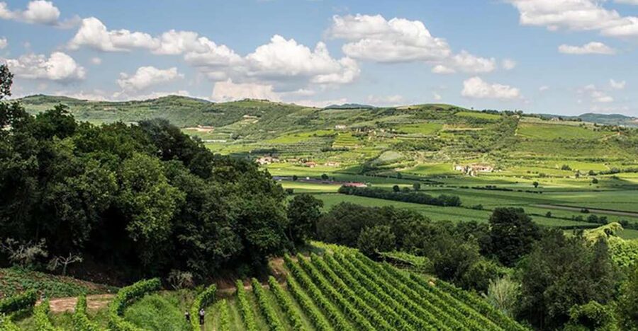 Amarone Wine Tasting Tour. Visit Verona. From Venice - Marano di Valpolicella winery visit and cellar tour