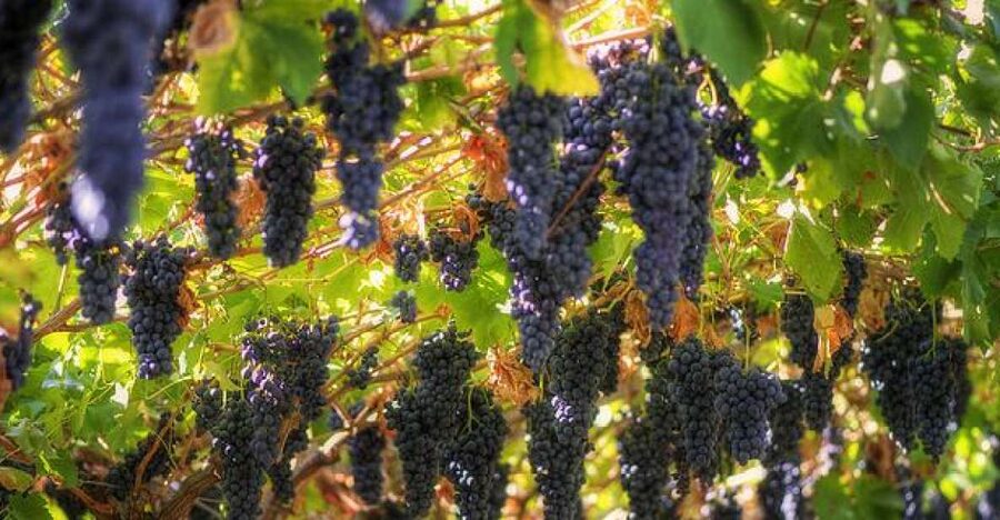 Amarone Wine Tour & Tasting from Venice, Padua or Verona - The scenic drive, olive groves, and the Valley of the Many Cellars