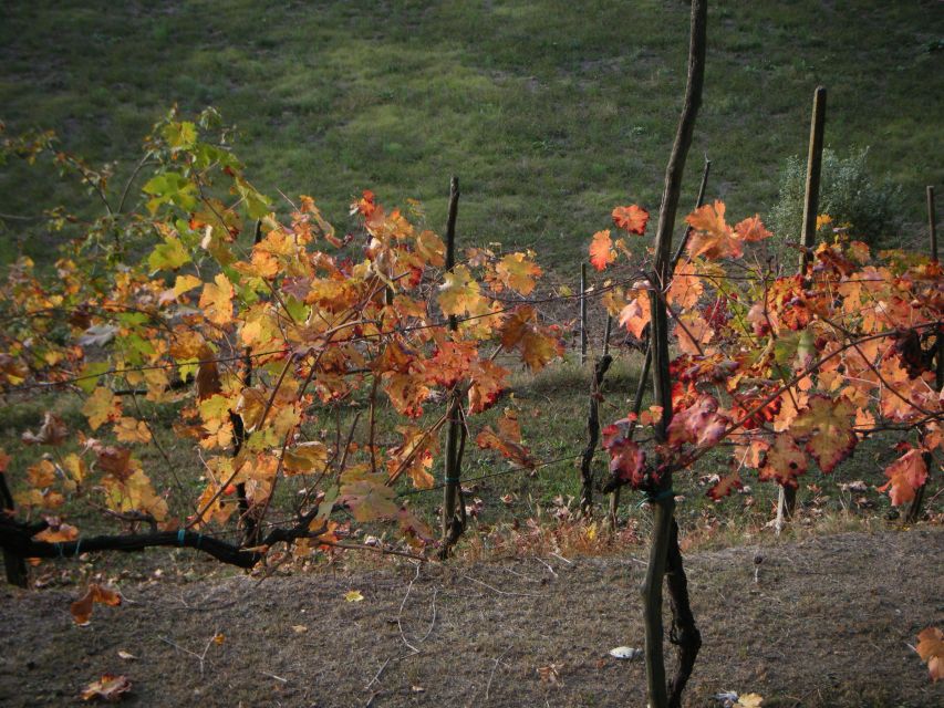 Amarone Wine Tour & Tasting from Venice, Padua or Verona - Sommelier-led tastings of Amarone and Recioto, paired with cheese