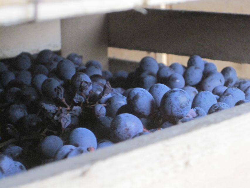 Amarone Wine Tour & Tasting from Venice, Padua or Verona - Who this tour fits best, and who should skip it