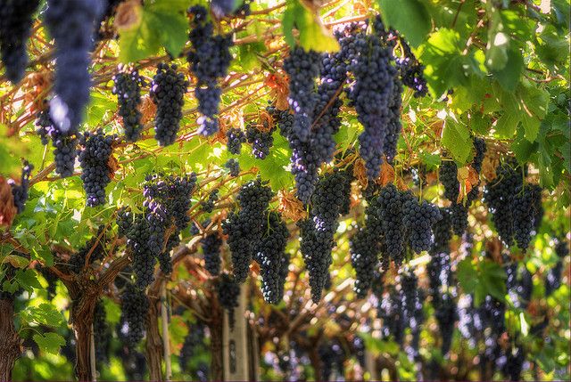 Amarone Wine Tour & Tasting from Venice, Padua or Verona - From Venice, Padua, or Verona to a 15th-century cantina