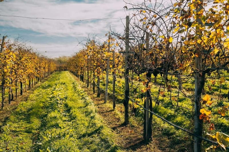From Venice: Prosecco Hills and Wine Tasting Tour - Valdobbiadene stop: vineyard tour, tastings, and a light local lunch