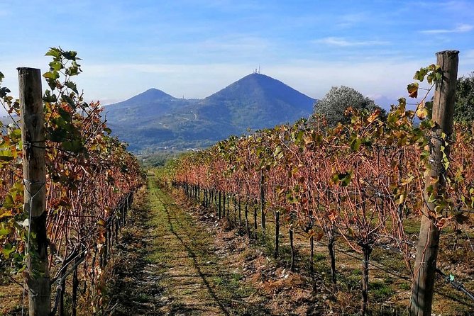 From Venice: Wine Tour in the Euganean Hills - Key Highlights You Should Know Before You Go