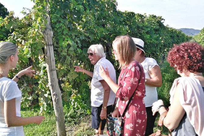 From Venice: Wine Tour in the Euganean Hills - Price and Value: Is $208.50 Actually Reasonable?