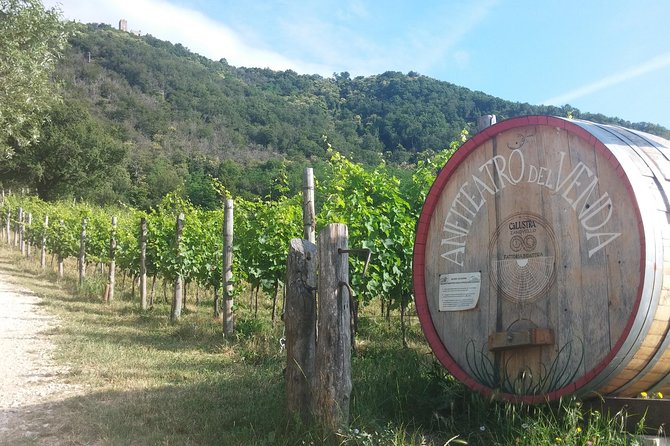 From Venice: Wine Tour in the Euganean Hills - Who Should Book This Wine Tour (And Who Might Skip It)