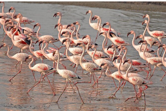 Lio Piccolo: Flamingos & Birdwatching Bike Tour in the Lagoon - Key highlights you can plan around