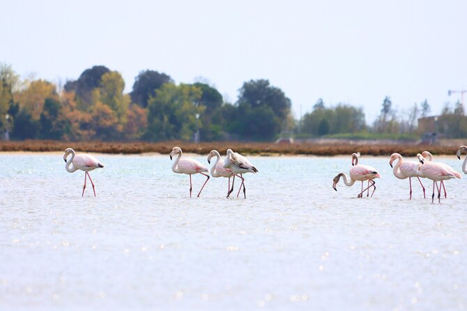 Nature Kayak Tour: Exploring Europe’s Largest Lagoon - Why this Northern Lagoon kayak beats the typical Venice view