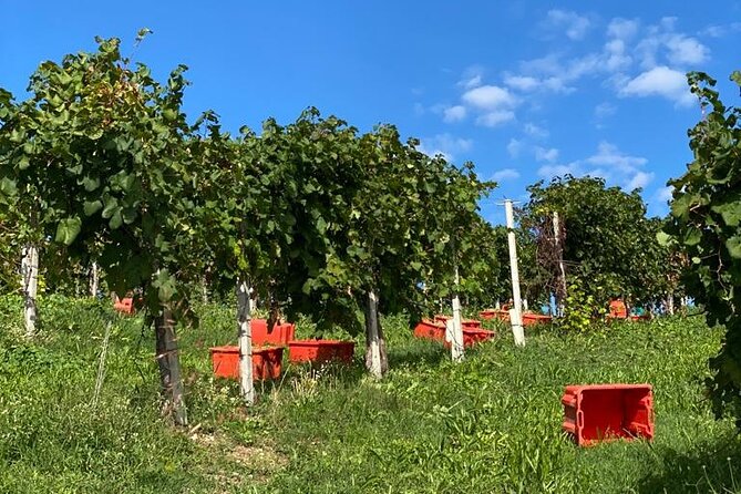 Premium Private Prosecco Hills Tour - 2 Wineries. Private tour. - Farra di Soligo Technical Tasting: Four Prosecchi and the 5 Grape Angle
