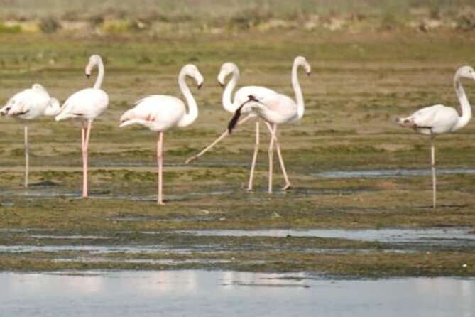 Private Boat Tour to Murano, Burano and Torcello - Who This Tour Fits Best (Couples, Families, and Craft Lovers)