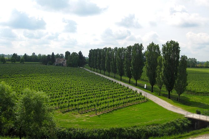 Private Half Day Wine Tasting tour: Road Of The Doges - The tasting table: multiple wines, plus snacks that fit