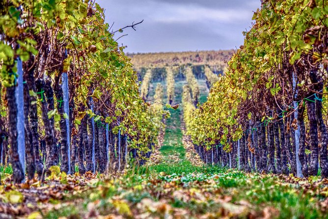 Private Valpolicella Day Trip from Venice: Wine Tasting and Verona - Key Things to Know Before You Go