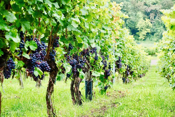 Private Valpolicella Day Trip from Venice: Wine Tasting and Verona - Verona in About 3 Hours: How to Spend Your Free Time