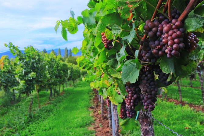 Private Valpolicella Day Trip from Venice: Wine Tasting and Verona - The Drive From Venice: Pace, Comfort, and What to Expect
