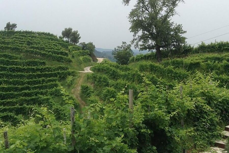 Prosecco Wine Tour. Full Day - 2 Wineries. From Venice - Venice to Valdobbiadene, without the headache