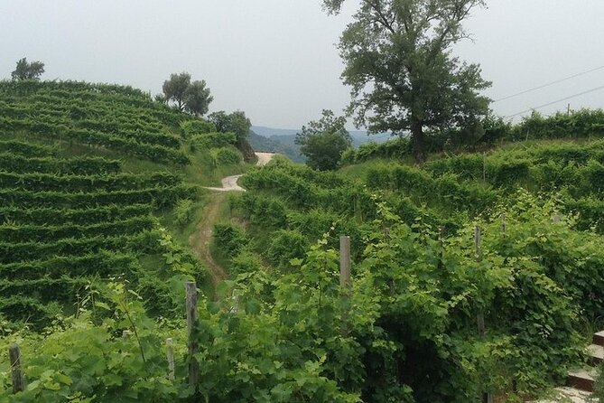 Small Group Prosecco Experience from Venice - Boutique Winery - Why Conegliano Valdobbiadene DOCG is the point of the trip