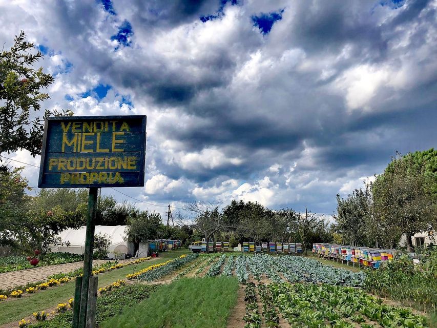 Venice: Bike Tour Honey & artichockes on Sant’Erasmo Island - Views toward Burano, Lido, and the monastery coastline