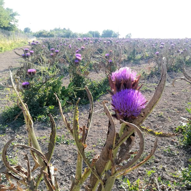Venice: Bike Tour Honey & artichockes on Sant’Erasmo Island - Meeting point, timing, and staying flexible