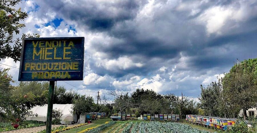 Venice: Bike Tour Honey & artichockes on Sant’Erasmo Island - Pedaling through artichoke country in the Venice lagoon