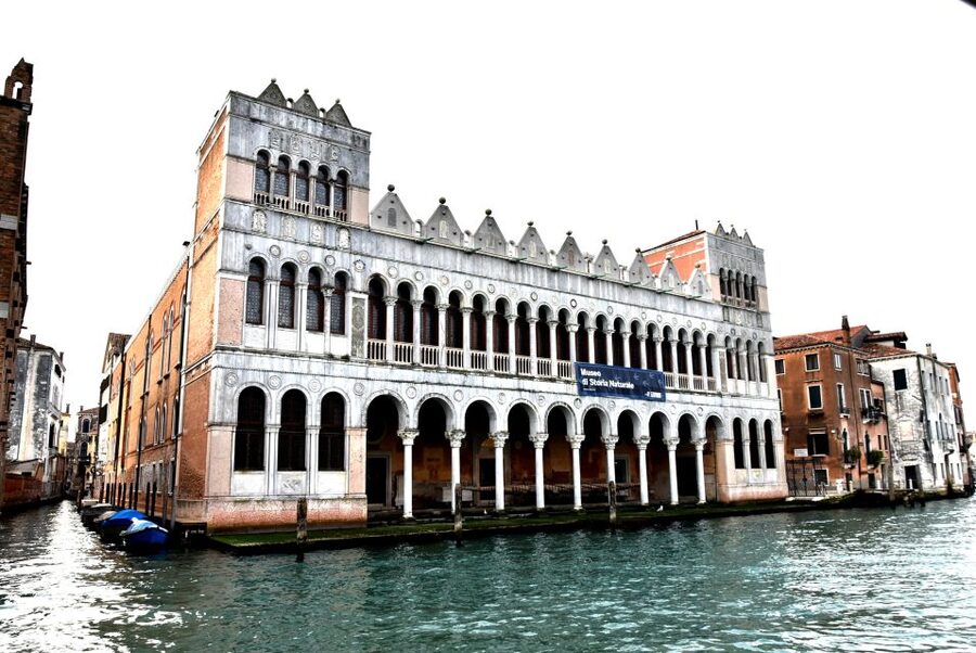 Venice: Natural History Museum Entry Ticket - Entering the 13th-century palazzo on the Grand Canal