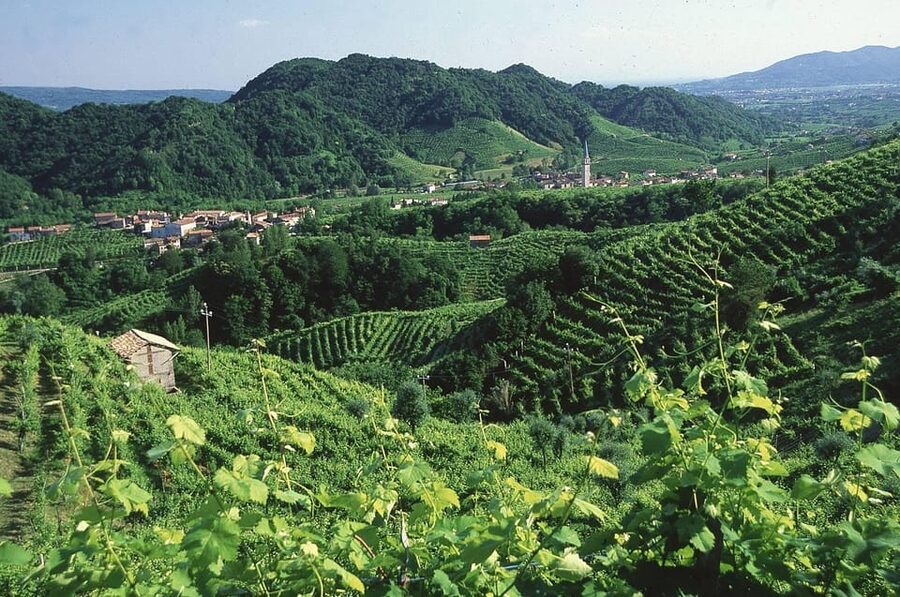 Venice: Prosecco Hills Wineries Tour with Tastings and Lunch - How to pace the wine without killing the fun